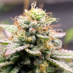 Grind Game Grow - Mississippi Pluto