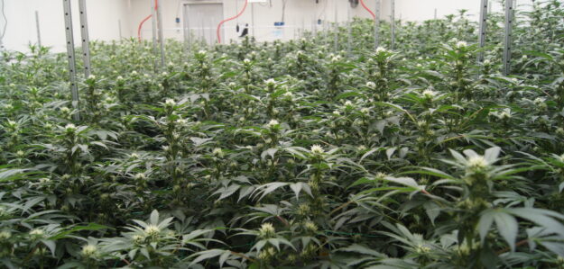 Keen Cannabis